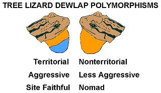 Tree Lizard Dewlap Polymorphism