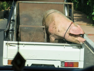 Pig in a Truck
