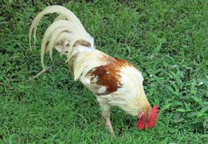 Real Rooster