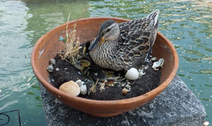 Duck Nest