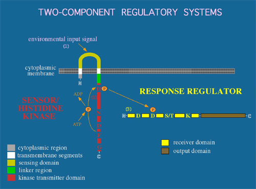 rv1626 and rv3143 orphan response regulators diagram
