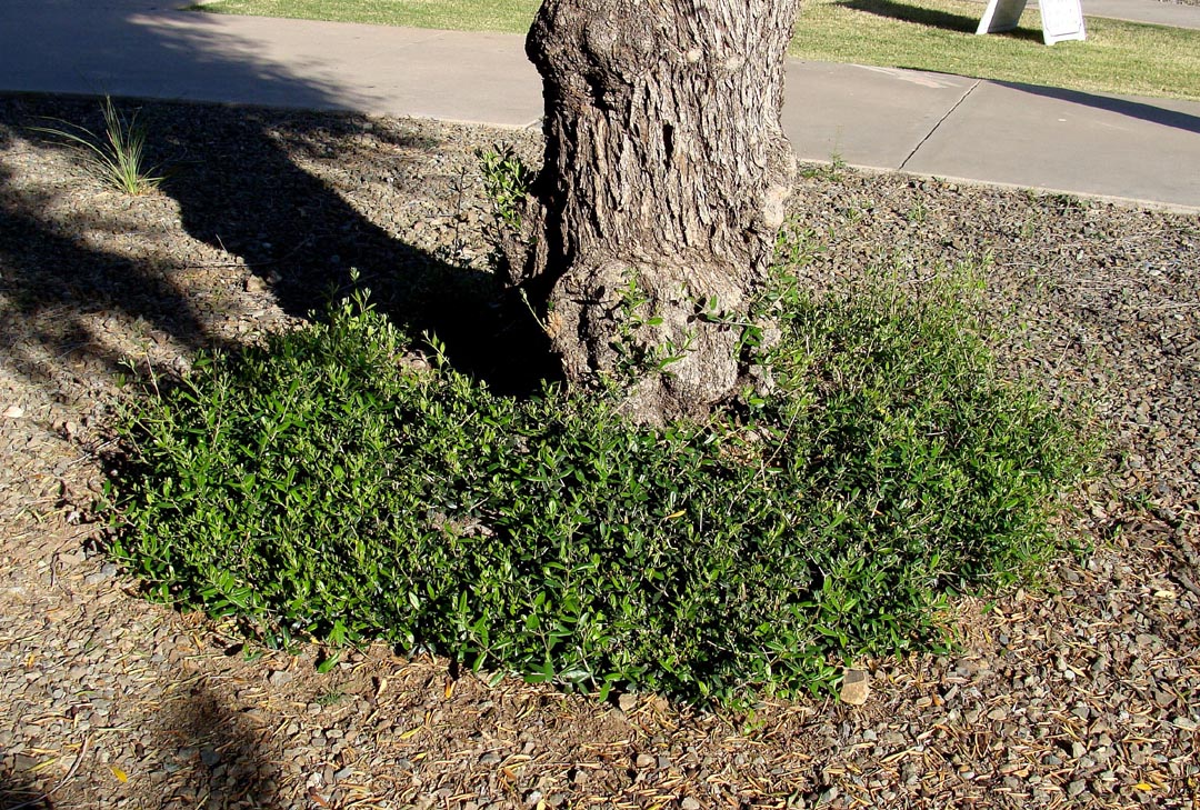 Growth Habit: Evergreen, woody, perennial multi-trunk tree ...