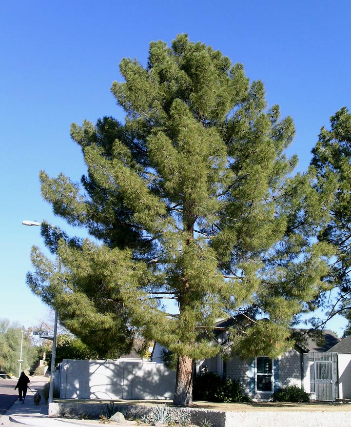 Scientific: Pinus brutia var. eldarica (formerly known as P. eldarica)  Common: Afghan pine Family: Pinaceae Origin: This near threatened taxon is  endemic to Azerbaijan in southwest central Asia. Pronounciation: PIE-nus  BRU-tee-a variety el-DAR-i-ca ...