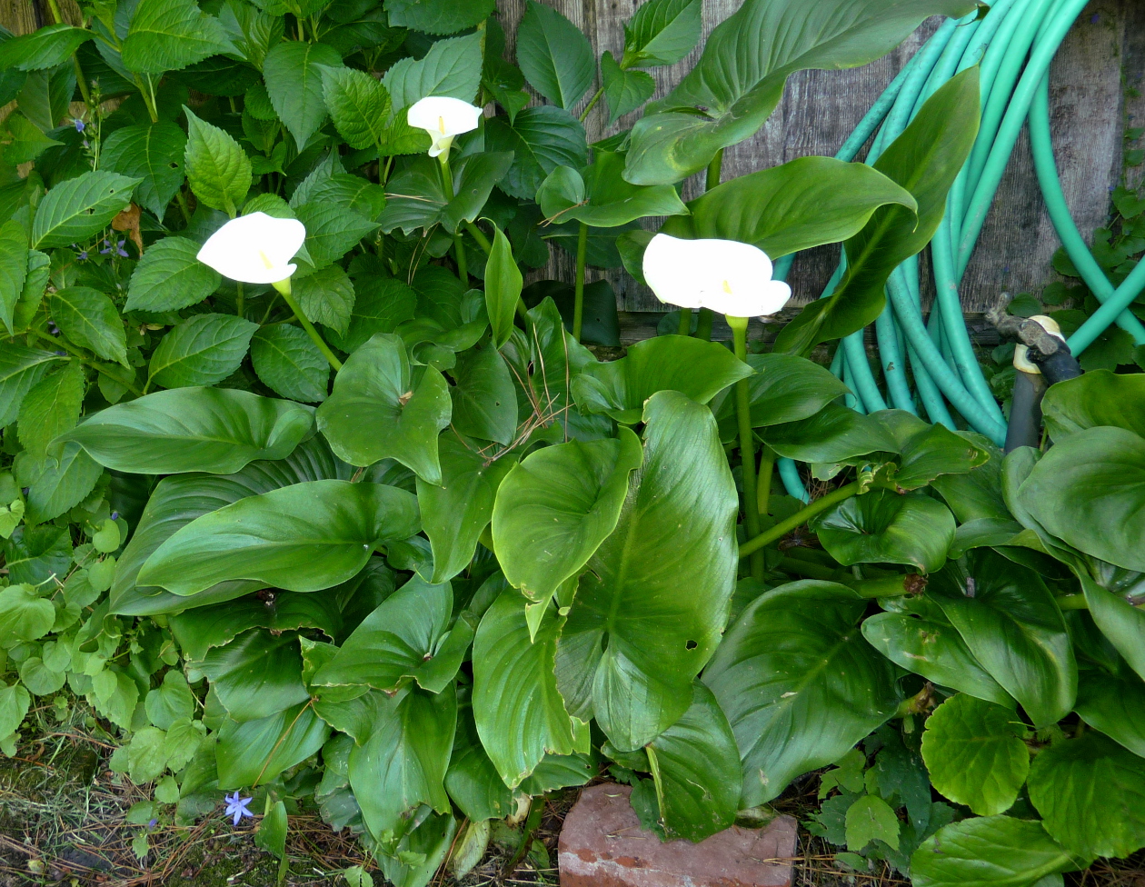 How to care of calla lily plants in arizona