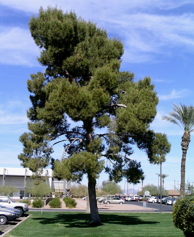 Image result for aleppo pine
