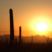 Sonora Sunset