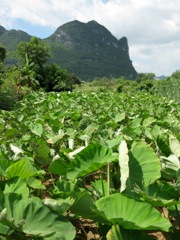 Taro fields near Ningming (2010)