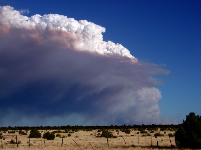 2002 survey. Rodeo fire from N. border of forest