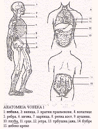 Anatomija 1