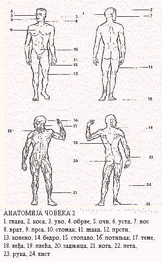 Anatomija 2