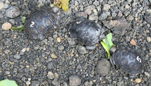 Baby
                    Tortoises