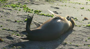 Beached Sea
                Lion