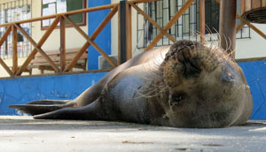 Puerto BM
                    Sea Lion