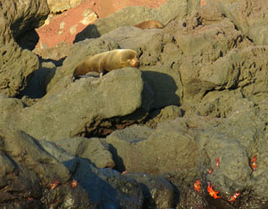 Sea Lion and
                Crab