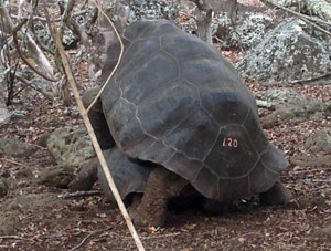 Tortoises Mating