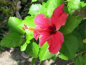Frangipani Bloom
