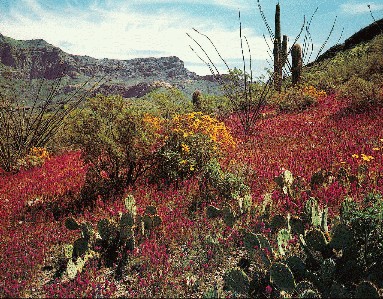 [Southern Arizona Scene]