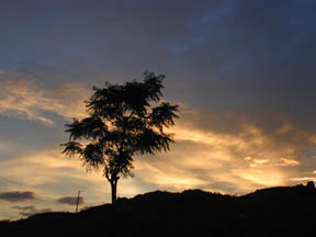 Tree silhouette in Nogales at La Casa de la Misericordia - photo by Rick Ufford-Chase