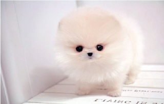 picture of white Pomeranian