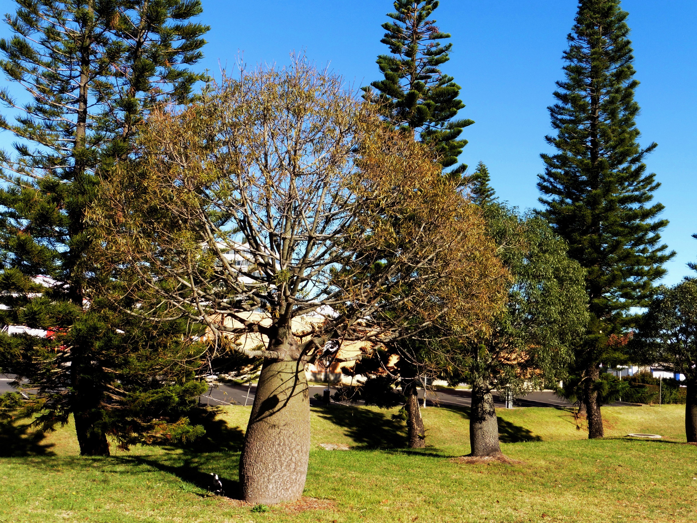 Australian Bottle Tree (Brachychiton rupestris)