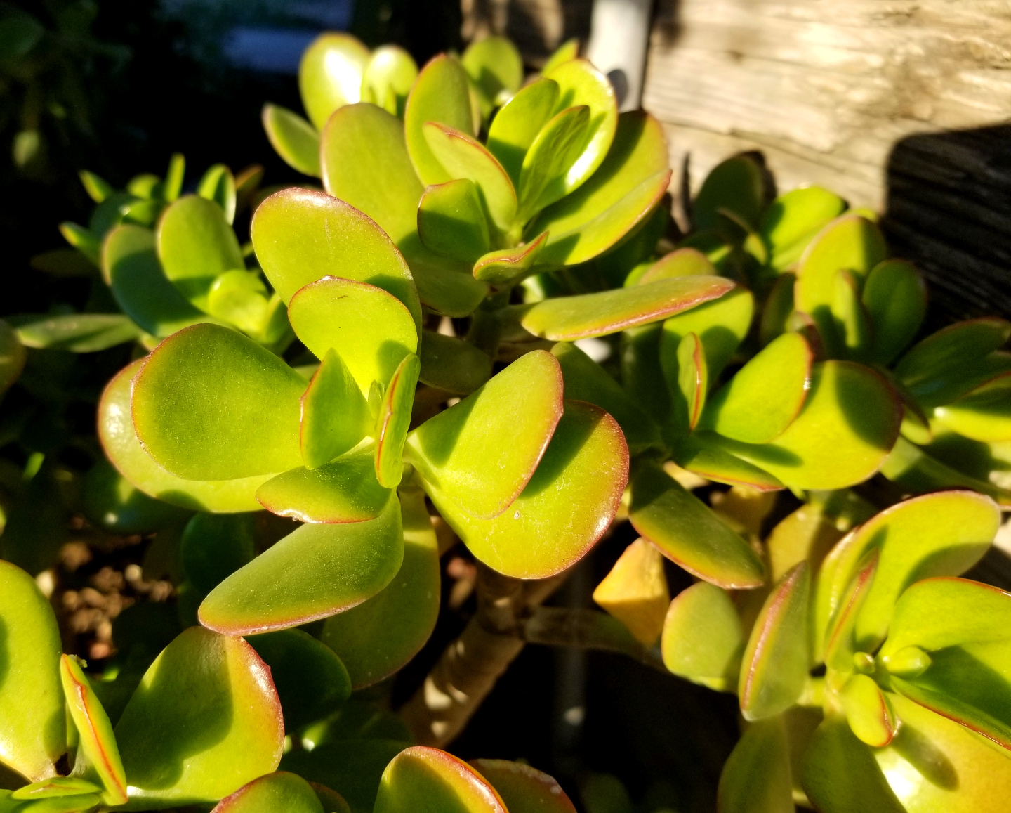 Why the Leaves on a Jade Plant Turn Yellow? - World of Succulents