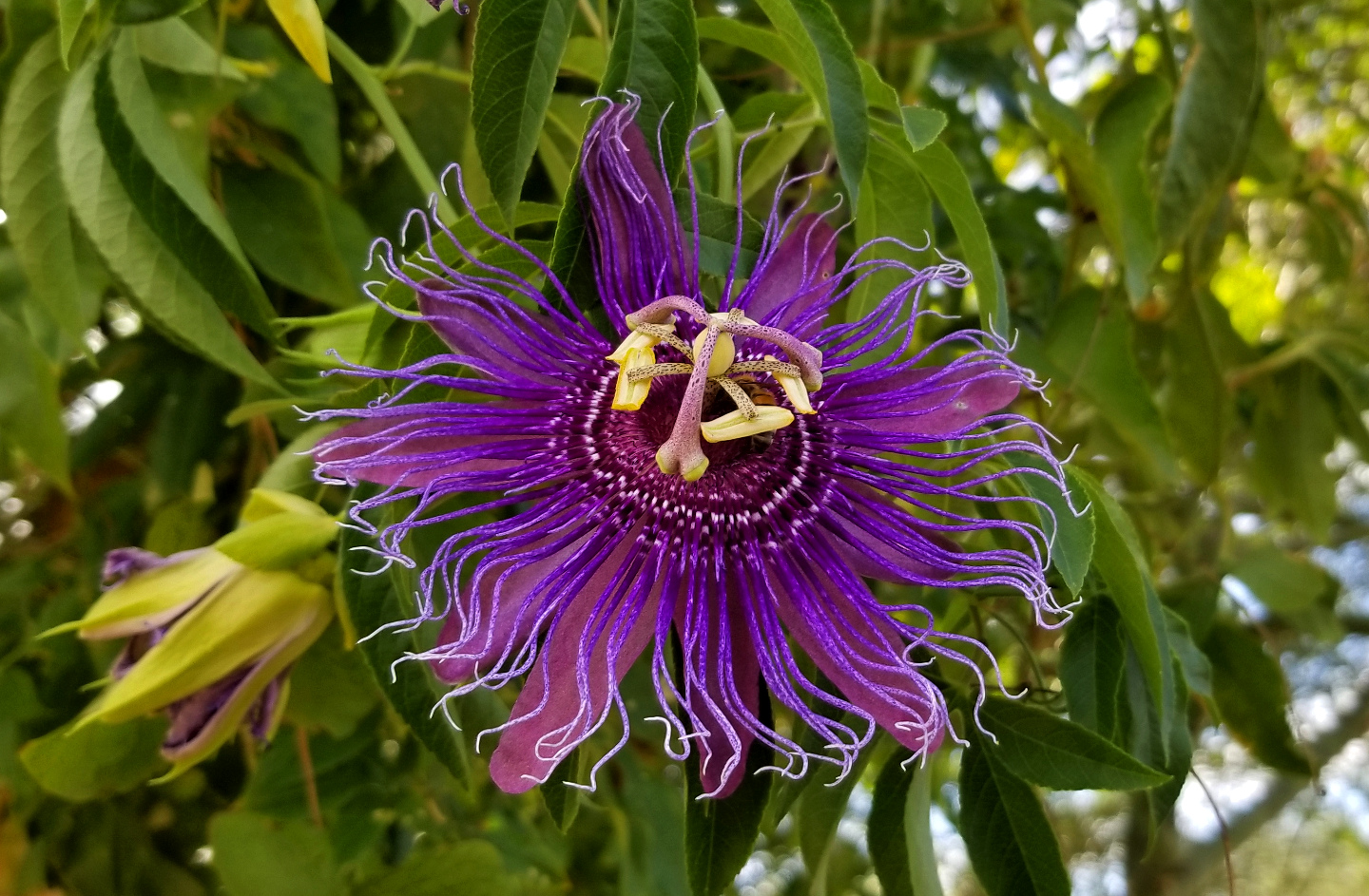 passiflora incarnata flower