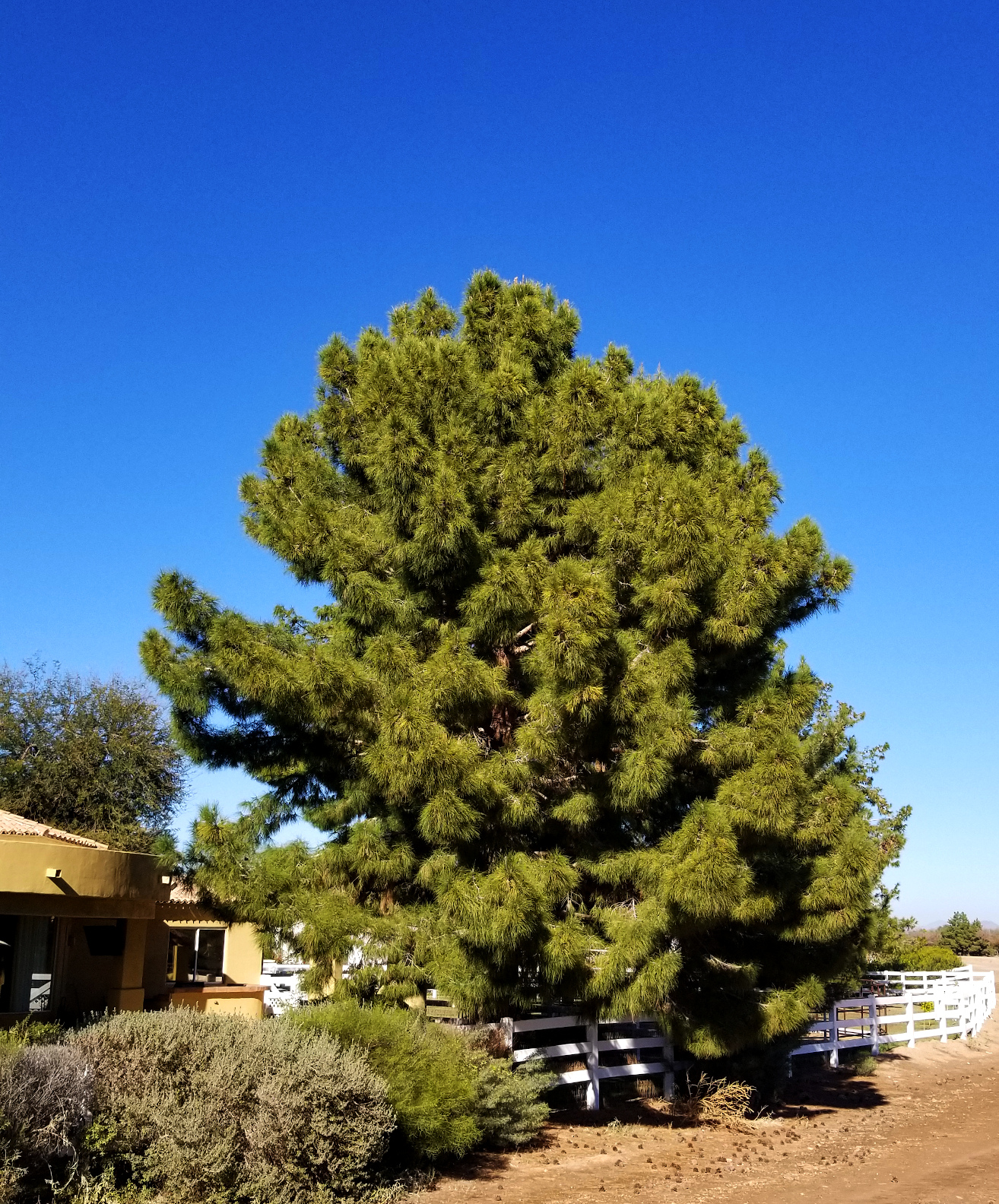 eldarica pine trees in arizona