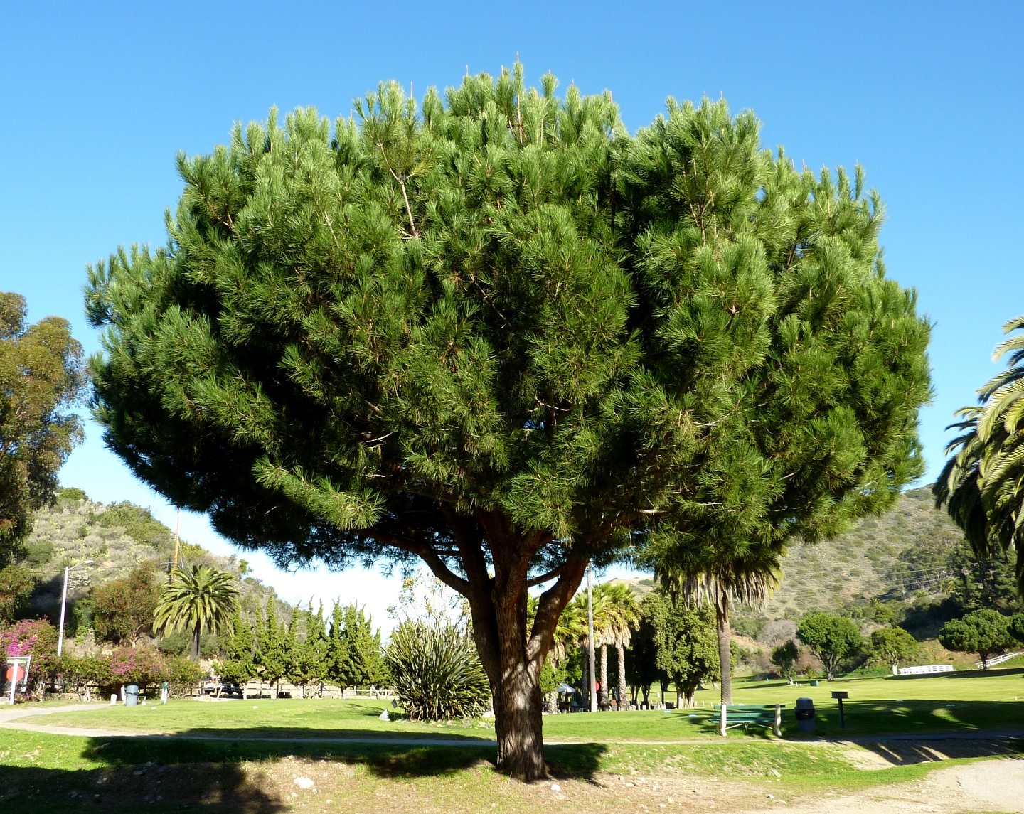 Сосна вечнозеленое дерево