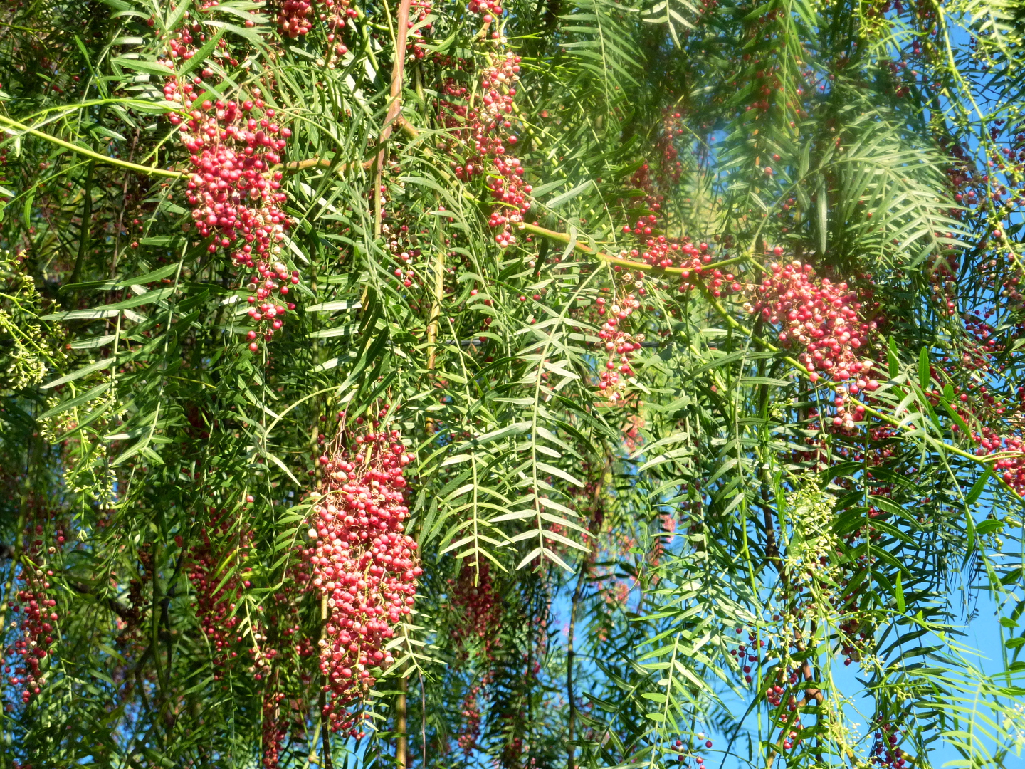 california pepper tree diseases