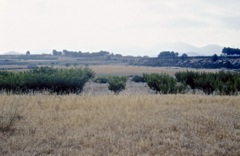 Albufera de Gaianes (2000)