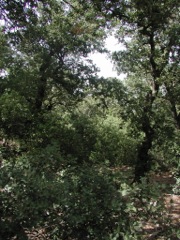 Mediterranean oak forest in the Font Roja nature preserve (2000)