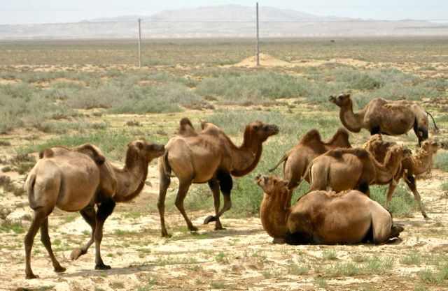 Camels in the desert; we didn't ride them (2009)