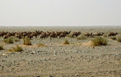 The Gobi seems barren of all life. Then we encountered camels (2009)