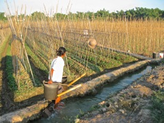 Irrigating fields. Ningming (2010)
