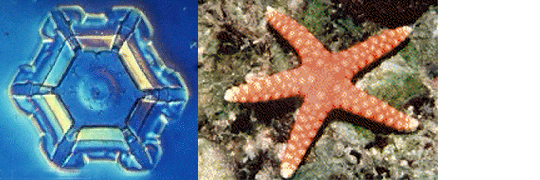 snow crystal: inorganic: hexagon-based and starfish: organic: pentagon-based