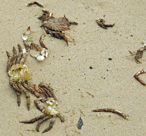 Crab
                    Shells
