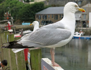 Looe Gull