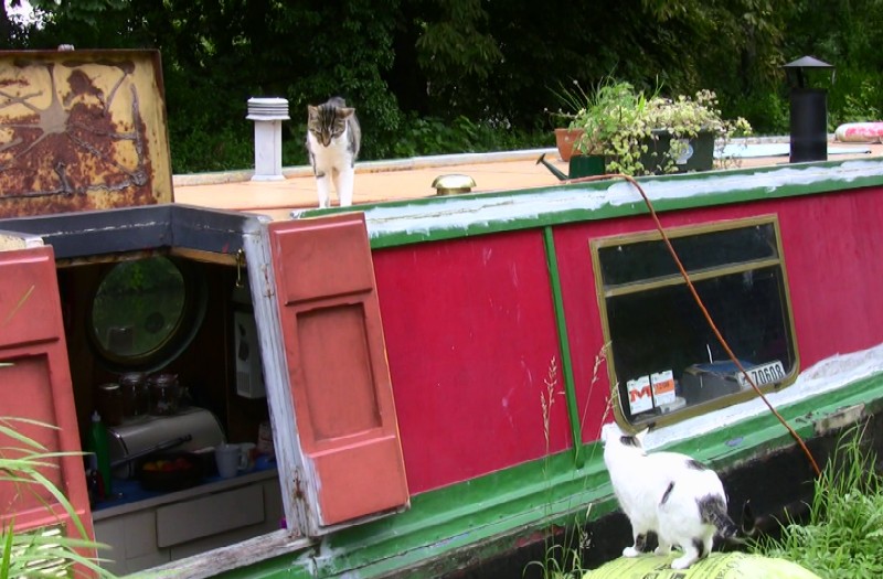Boat Cats