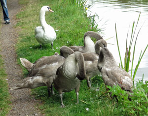 Evil
                        Swans