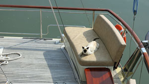 Yacht Cat