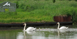 Swans
                Entering