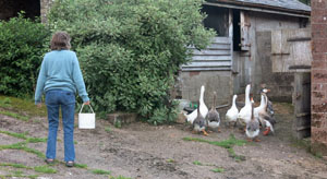 Herding
                          Geese