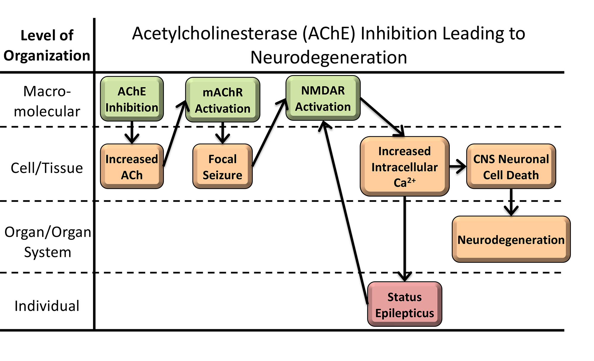 Acetylcholinesterase inhibition AOP figure