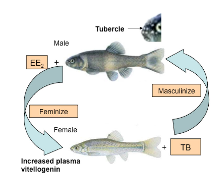 Fish sex reversal figure