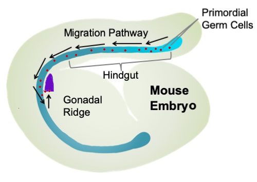 Figure of primordial germ cell migration