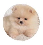 picture of Maltipom