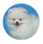 picture of Pomeranian