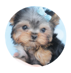 picture of Yorkie